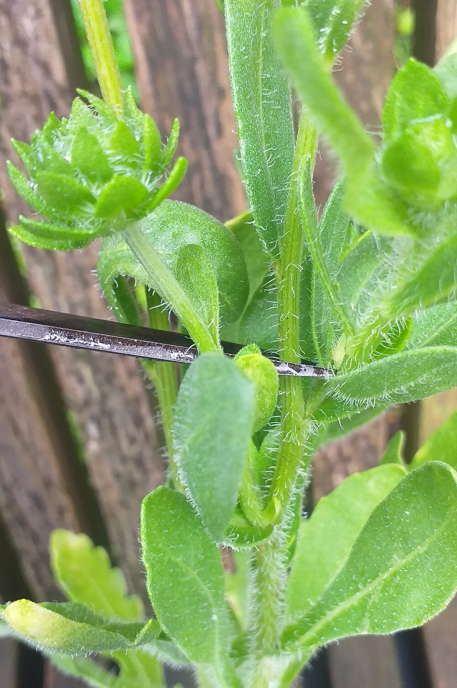 Cutting back, deadheading and a bit of formative pruning